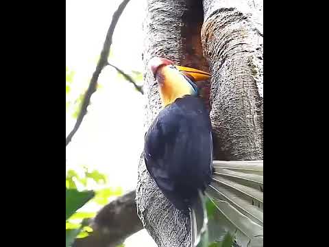 Red knobbed hornbill #short #birds #wildlife #Red knobbed hornbill