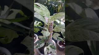 EPI Marble, Rare Epipremnum Pinnatum Marble ,the new leaf are bigger 😊 #rareplants