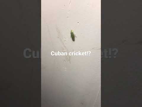What did you actually think I wouldn’t just post a bug in ANOTHER video?