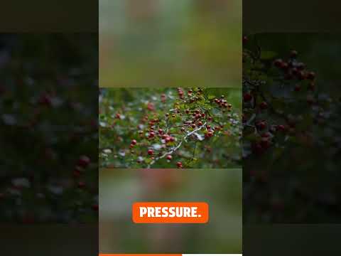 Benefit of Hawthorn Berry #barbaraoneill #healthylifestyle #healthyliving #wellness, #healthyliving