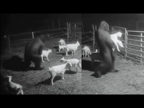 SASQUATCH CAUGHT Stealing Baby Goat On Security Camera - Bigfoot Story