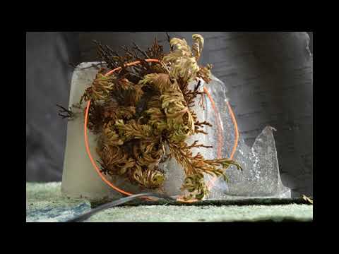 desert rose 1 with audio