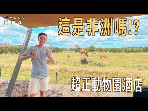 【🦁️這是非洲嗎!?】打開房門就能看見長頸鹿 🦒｜超正動物園酒店體驗｜澳洲超大開放式動物園｜Dubbo Taronga Western Plains Zoo｜廣東話 (中字)｜新州自駕遊 EP4