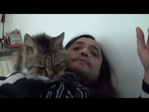 sweet cat