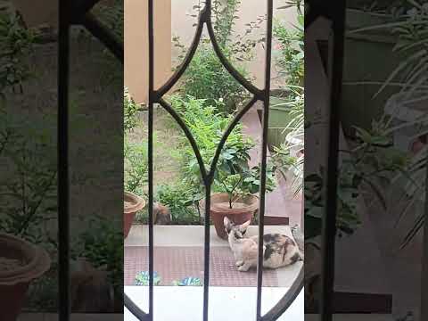 Good morning #cats#mom#kids