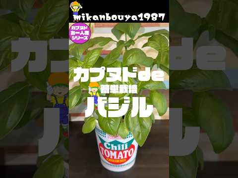 カップヌードルでバジルを育ててみた！省スペースでもたくさん収穫出来ます！