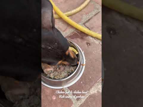 Dog eating chicken head | dog food ideas