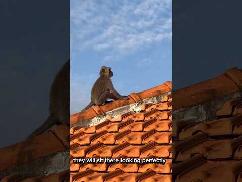 Best Monkeys in Bali You MUST See! 🐒 #bali #balimonkey #baliuluwatu #uluwatutemple