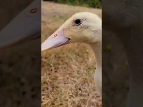 Running with Runner Ducks #backyardchickens #duck #backyardhomesteading #birds #cuteanimals