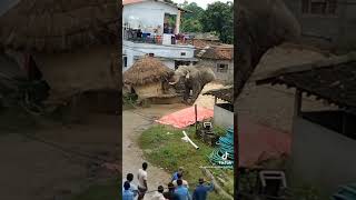 Wild elephant attack 😰 रौतहट मा जंगली हात्ती आतंक #short #elephant #wildelephant