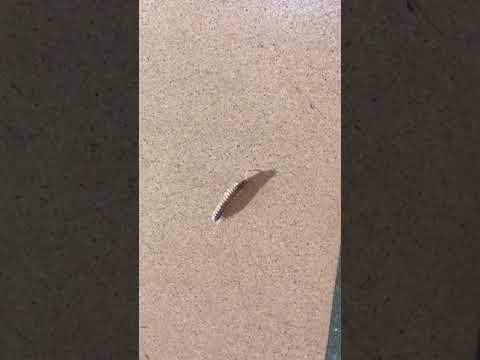 Nothing special just a Millipede.