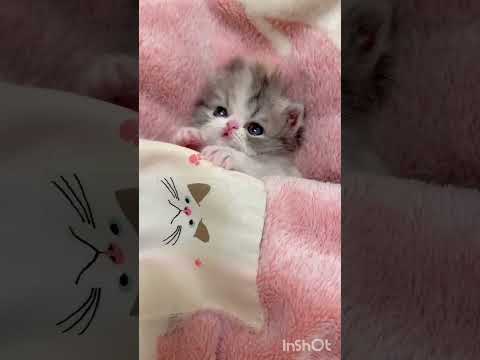 Kitten babyface cute #สัตว์โลกน่ารัก #แมวน่ารัก #คลายเครียด #น่ารัก #cat  #catvideos  #catshorts