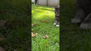Cat Plays With Snake!