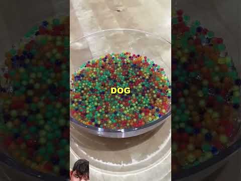 puppy feel pain 🤢🤢🤢 #popping #dog #shortvideo #short #shorts