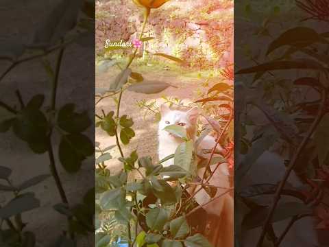 അവളുടെ കരച്ചിൽ കണ്ടോ 🫴😚🌸❤️‍🩹#subscribe #shortsvideo #1millionviews #beauty #nature #flowers