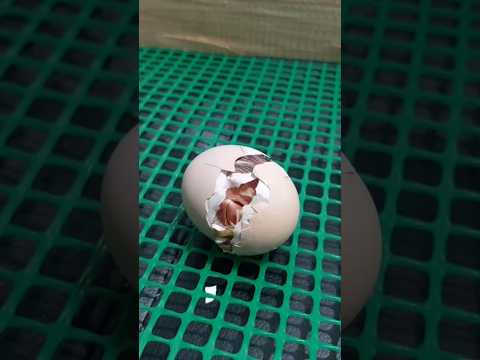 New life, new beginnings #egghatching #chicken #youtubeshorts