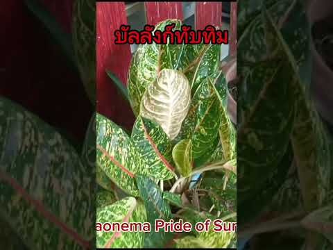 อโกลนีมา บัลลังก์ทับทิม