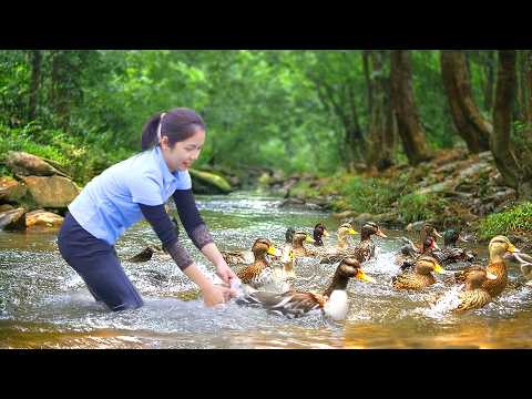 Harvesting A Lot Of Wild Duck In The Stream Bamboo Goes To Market Sell | Tieu Ca - Free Bushcraft