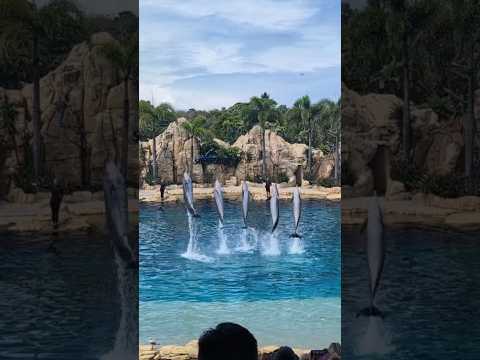 A FIN-tastic Dolphin Affinity Show 🐬 Sea World Australia ✨ #ASMR #Shorts