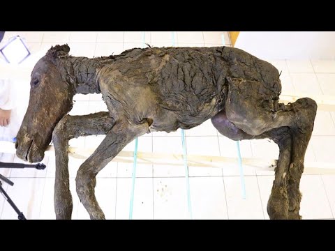 10 Strange Prehistoric Creatures Found Frozen In Ice