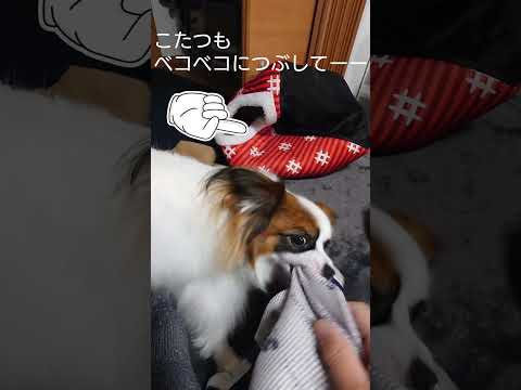 イタズラする犬を現行犯で捕まえた #犬のイタズラ #犬のいる生活 #パピヨン