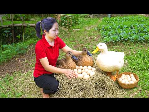 Harvesting 1000 + Giant Duck Eggs To Sell At Market, Single Mom Daily Life| Tieu Ca - Free Bushcraft
