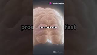 Amazing Facts About Your Brain! #bodysystems #brain #kids #facts s