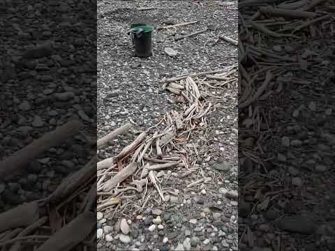 Using Driftwood to Find Flood Gold on a Gravel Bar - Driftwood can be a Good Flood Gold Indicator