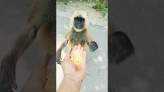 HANUMAN🙊#hanumanworld #hanumanji #hanumanlover