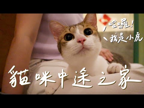 VLOG #74 | 台北貓咪咖啡廳 原來這就是被貓咪包圍的感覺🐱| 貓貓vlog