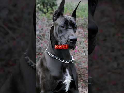 TOP 10 TOUGHEST AND STRONGEST DOG'S🔥 #top10 #toughest #strongest #dogs