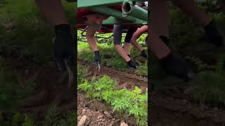 #farming #harvesting #satisfying #ruralliving #rurallife #naturalrurallife #naturalife #shortvideo