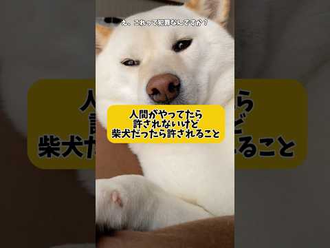 人間だったら許されないけど柴犬だったらかわいいこと　#shorts #柴犬 #犬 #dog