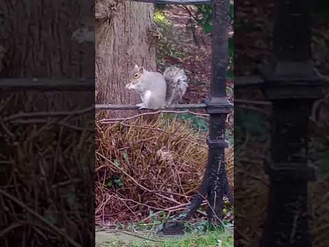Just a Squirrel and it's nuts