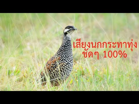 นกกระทาทุ่ง (Chinese Francolin) 2021 เสียงชัดๆ