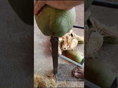 Manual coconut de-husker machine #viralvideo #youtubeshorts