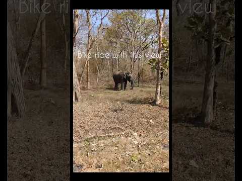 Bangalore to Wayanad Bandipur forest #youtubeshorts #shorts #travel #trending #india #bike #youtube