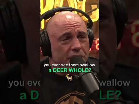 JOE proves he is a MASTER of ANIMAL EXPRESSIONS 😂😂 These facial expressions 😂 #shorts #joerogan #jre