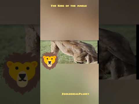 Wildlife|zoological park|animals video#wildlife #zoo #animalkingdomclass11 #animals #lion