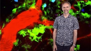 Michael Dustin (Oxford, NYU School of Medicine) 1: The Immunological Synapse: Antigen Recognition