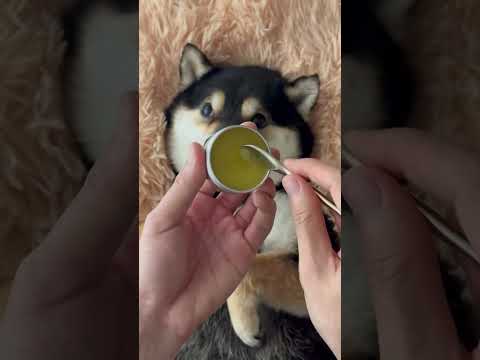 So comfortable! Immersed in deep relaxation.#cute #littlemanyu #dogsofinstagram #shibainu #asmr #spa