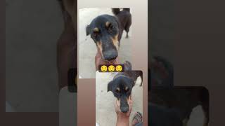 Animal lover #viral #howtoincreaseviews #animal #animallover #shorts #shortvideo #short