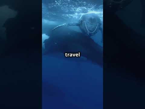 "5 Mind-Blowing Facts About Whales You Won't Believe!"