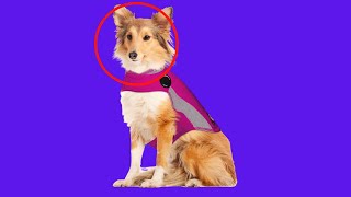 Before You Buy  ThunderShirt Sport Dog Anxiety Jacket (Check it Here)..
