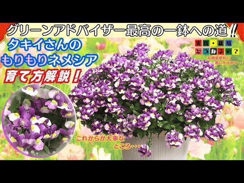 今からでも出来ます！満足の一鉢へネメシアコットングレープ【ガーデニング】この花宿根草？一年草？夏越し出来るのか？【園芸】グリーンアドバイザーが実践栽培！最高の一鉢が出来たのか？【植え方・育て方】