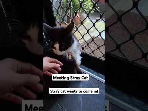 Reaction to Stray Cat