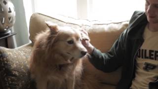 HABRI Central Case Studies: Animal Intervention: Decreasing Anxiety in Cancer Patients