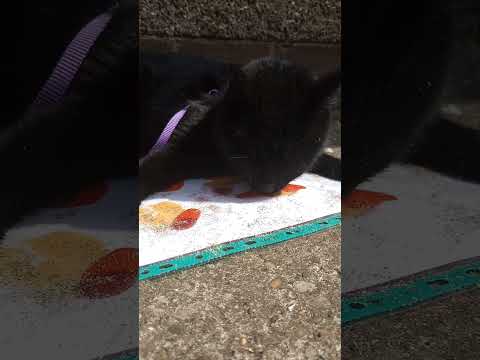 Shadow creating art #cats #love #art #family #mental health
