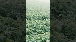 #kirshi gyan xyz# potato farming#