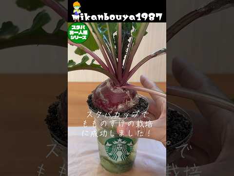 スタバカップdeもものすけを水耕栽培で育ててみました！ #水耕栽培 #スタバ